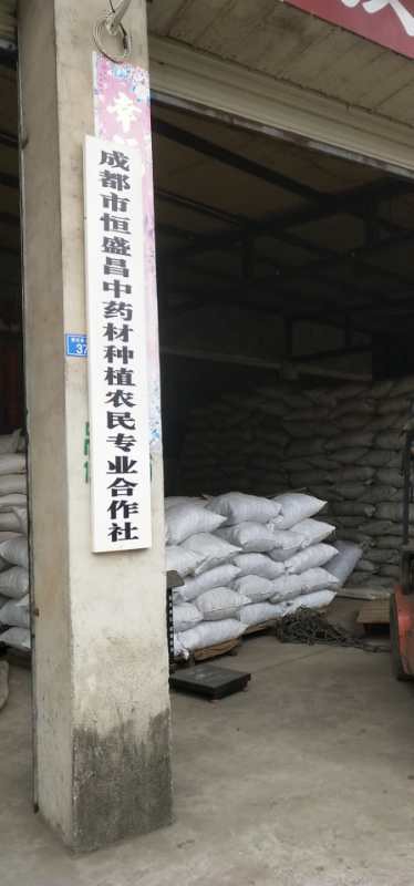 探访成都市恒盛昌中药材种植专业合作社 川芎、重楼基地在哪里？