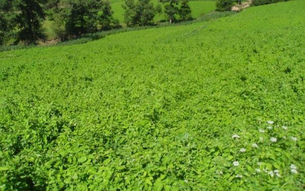 丘陵山地种植中药材的优选品种与分析