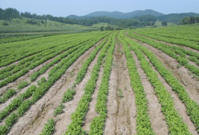 农村中草药种植技术 桔梗的栽培与管理方法