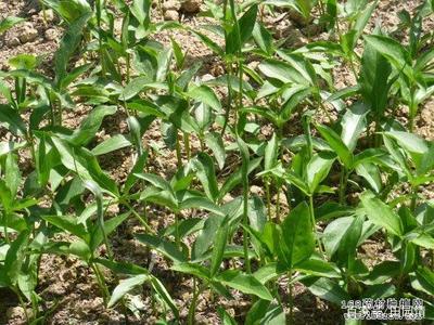 南方适合种植什么品种的中药材?六种中药材供药农选择