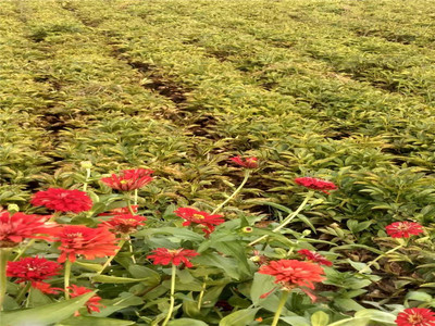 白芍苗选择之道 和庆堂中药材基地以品质与价格赢得信赖