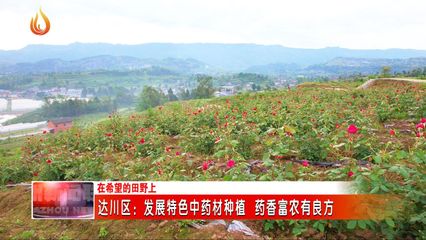 达川区:发展特色中药材种植 药香富农有良方