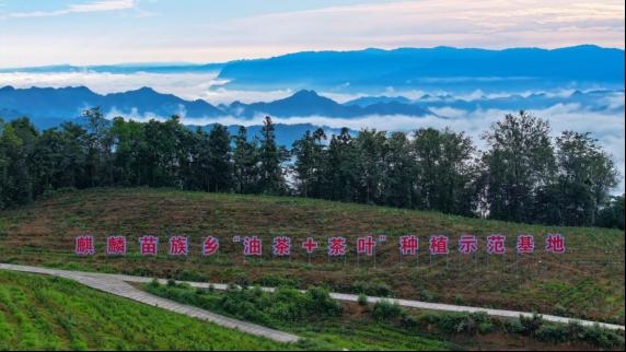 宜宾兴文县 以民族团结为纽带，谱写中草药种植共同富裕新篇章