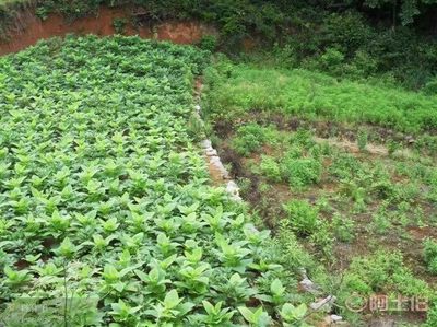 湖南中药材种植基地仿野生态种植园 - 中草药种植产品库